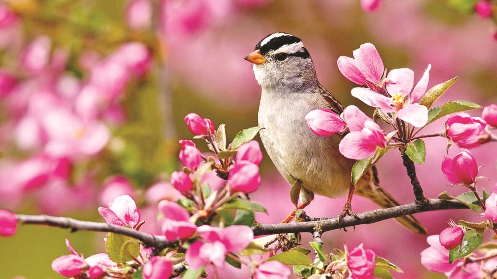 Balıkesir’de hava durumu dalgalı seyredecek. 3 Mart Pazartesi günü yağmur