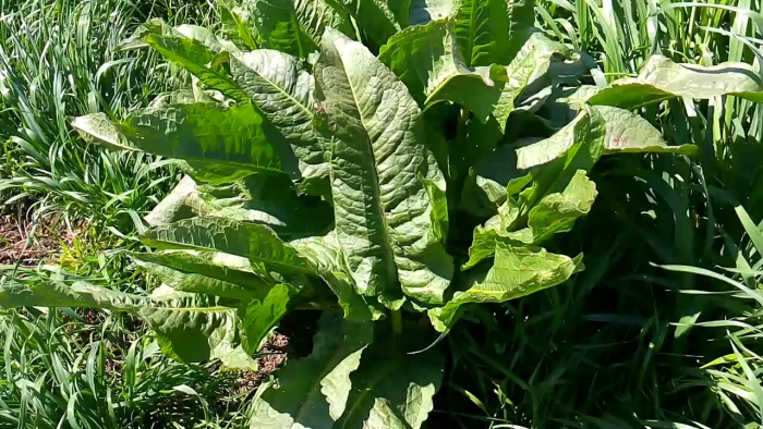 alacati ot festivali nin ana temasi labada otu olacak 1647863227 - Marmara Bölge Gazetesi