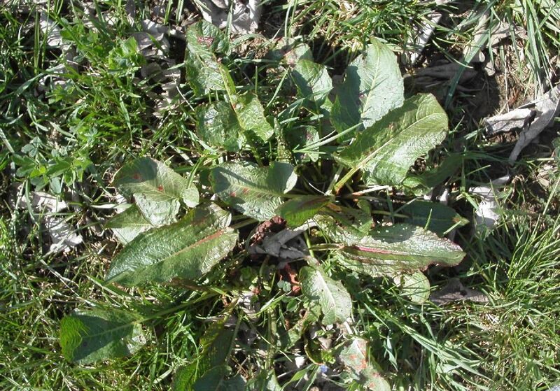 rumob rumex a feuilles obtuses adulte 1 2 - Marmara Bölge: Balıkesir Son Dakika Haberleri ile Hava Durumu