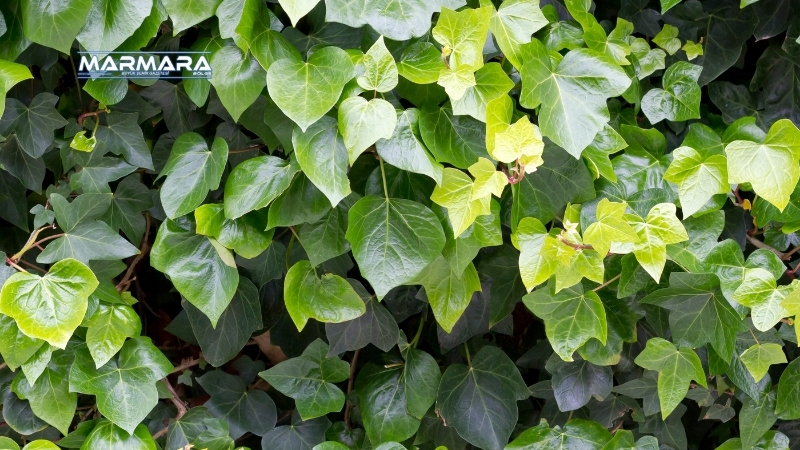 Estetik görüntüsüyle dikkat çeken İngiliz Sarmaşığı (Hedera helix), ağaçlardan duvarlara,