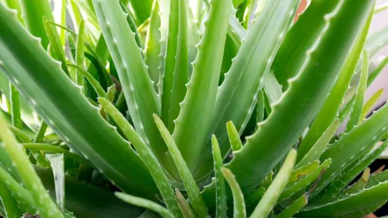 agave rum runner Agave potatorum South Pole main image 0