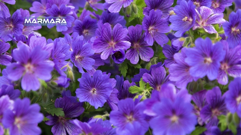 Saksıya koy, unut gitsin! Göz alıcı çiçekleriyle büyüleyen Geranium Rozanna,