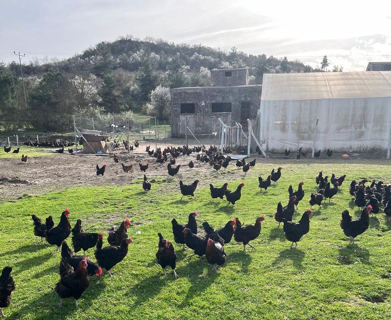 Balıkesir Üniversitesi, tarım ve hayvancılık alanındaki uygulamalı üretim faaliyetlerini aralıksız