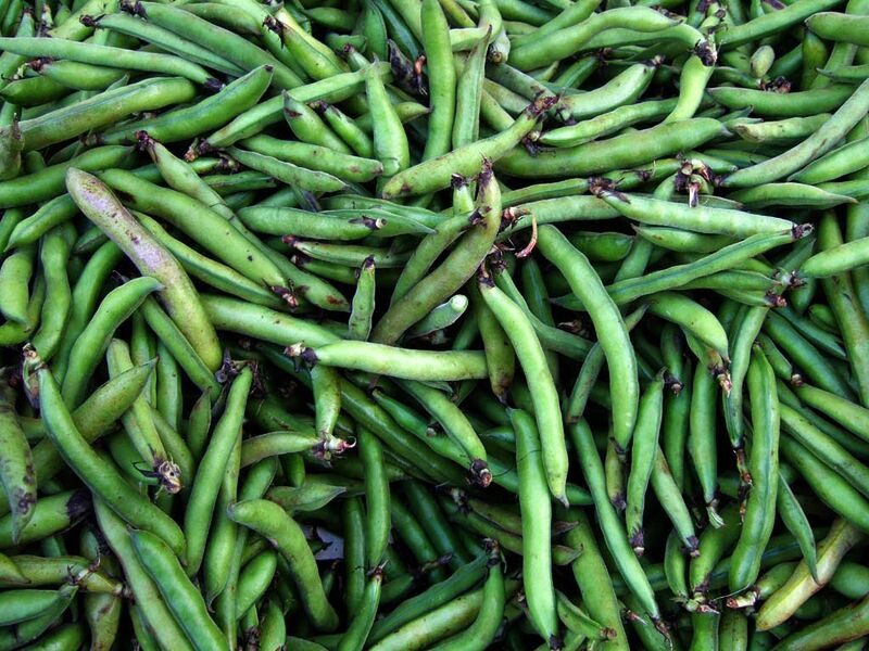 Pankreasınızı Yormayın! Haftada 1 Kez Tüketin, İnsülin Dalgalarını Yatıştırın Bakla Yetistiriciligi - Marmara Bölge Gazetesi