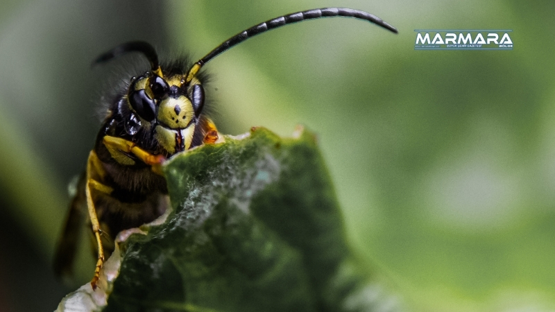 Balıkesir Orman Bölge Müdürlüğü, kestane ağaçlarını tehdit eden Gal Arısı’na