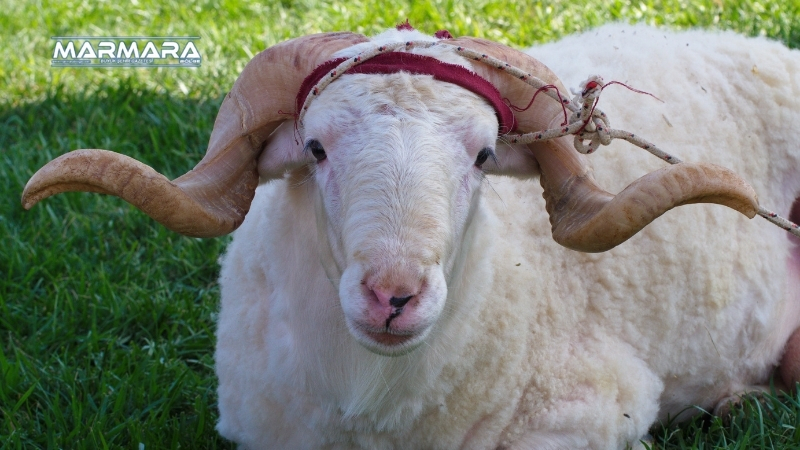 Balıkesir Altıeylül’de Kurban Bayramı hazırlıkları tamamlandı. Küçükbaş kurban kesim ücreti