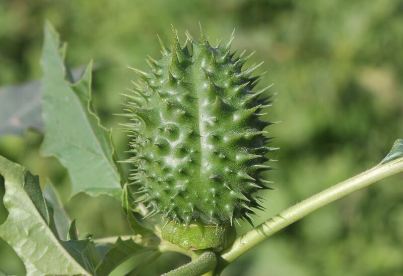 Datura stramonium fruit scaled 1 - Marmara Bölge: Balıkesir Son Dakika Haberleri ile Hava Durumu