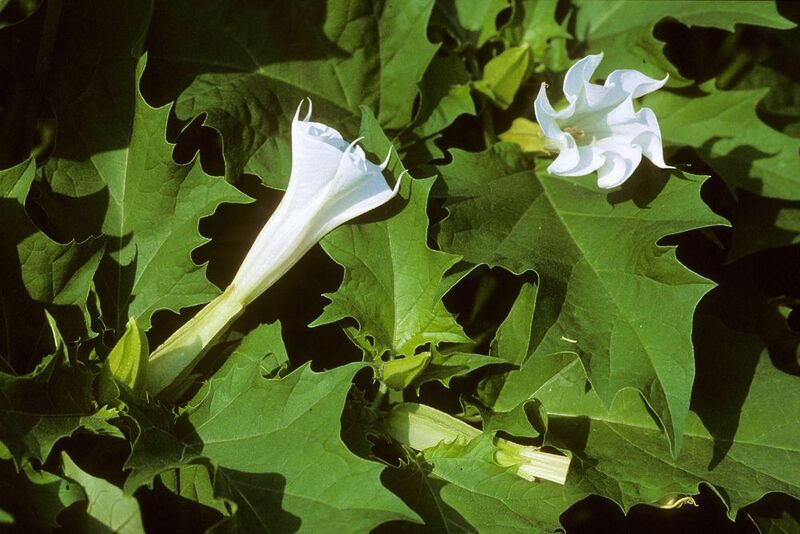 Datura stramonium Bornand Christophe 2001 dia2001 2391 1 - Marmara Bölge: Balıkesir Son Dakika Haberleri ile Hava Durumu