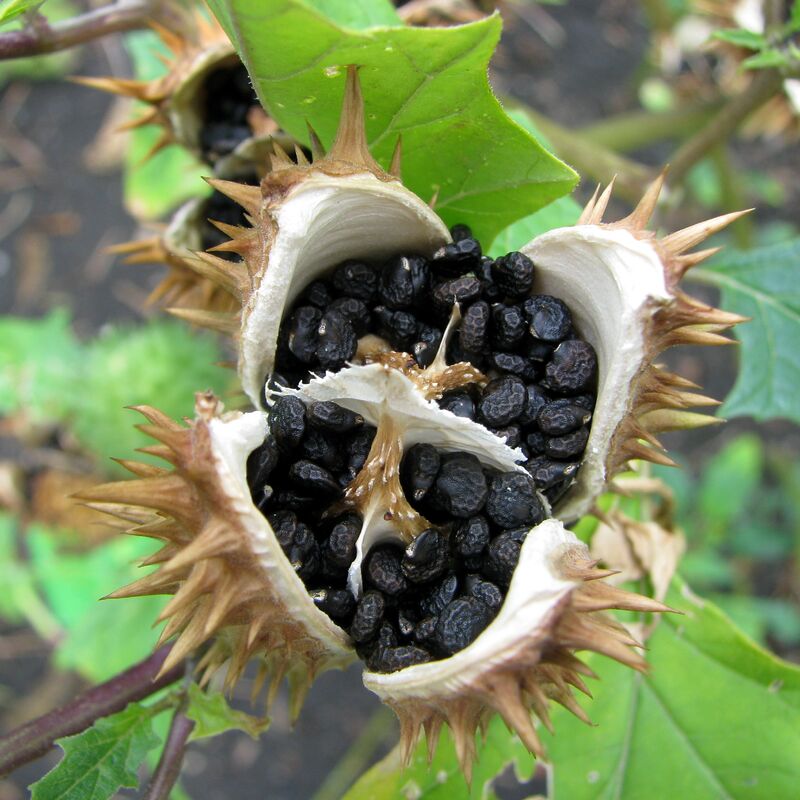 Datura stramonium Bielun dziedzierzawa Seed 1 - Marmara Bölge: Balıkesir Son Dakika Haberleri ile Hava Durumu