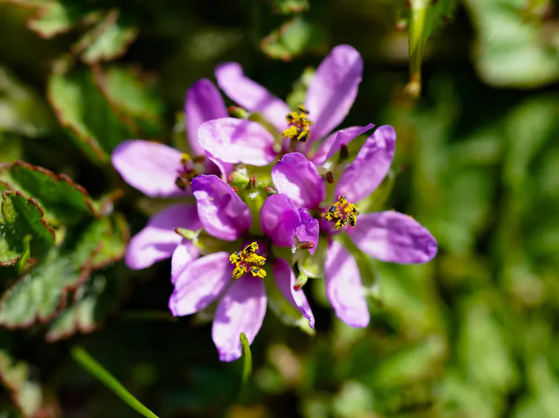 Erodium acaule flower scaled 1 - Marmara Bölge: Balıkesir Son Dakika Haberleri ile Hava Durumu