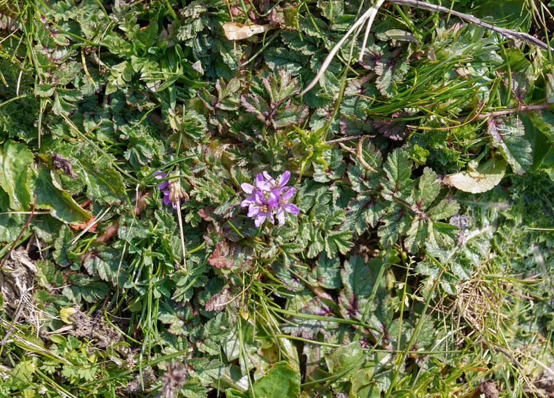 Erodium acaule habitus scaled 1 - Marmara Bölge: Balıkesir Son Dakika Haberleri ile Hava Durumu