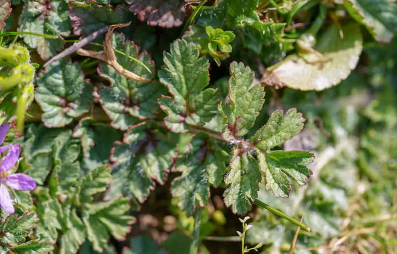 Erodium acaule leaf scaled 1 - Marmara Bölge: Balıkesir Son Dakika Haberleri ile Hava Durumu