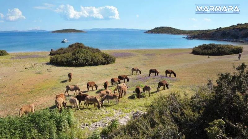 Balıkesir’in Marmara açıklarında, haritada görüp “Burada ne olabilir ki?” diyeceğiniz