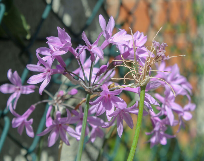 Tulbaghia violacea peduncle scaled 1 - Marmara Bölge Gazetesi