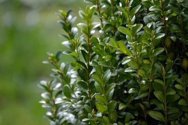 boxwood 718710 640 - Marmara Bölge: Balıkesir Son Dakika Haberleri ile Hava Durumu