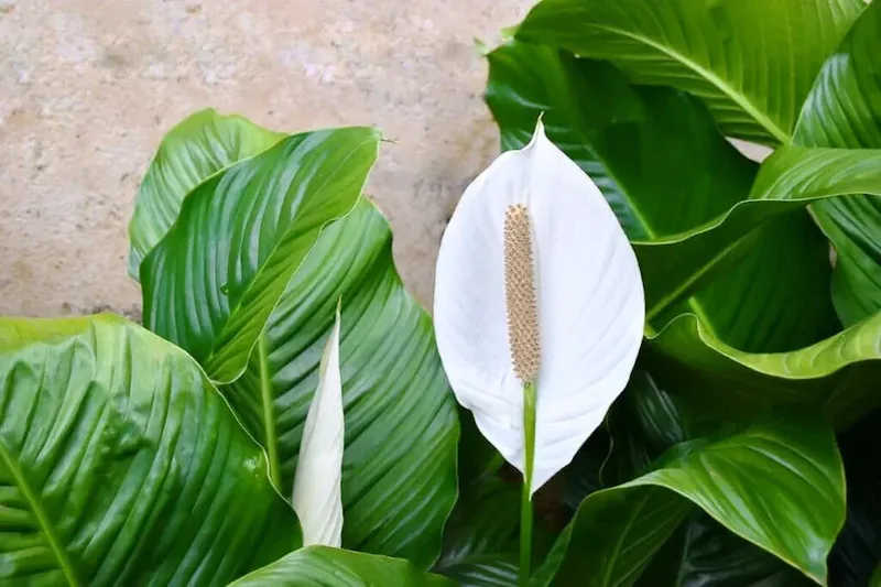 cicekli spathiphyllum baris cicegi - Marmara Bölge: Balıkesir Son Dakika Haberleri ile Hava Durumu