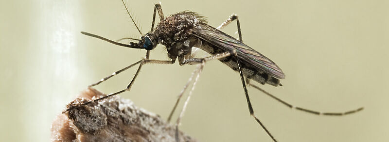 main mosquito on branch - Marmara Bölge: Balıkesir Son Dakika Haberleri ile Hava Durumu