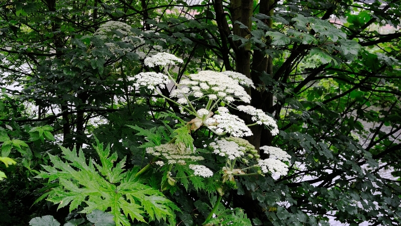 Devasa görünümüyle dikkat çeken Heracleum mantegazzianum, temas halinde ciltte ciddi