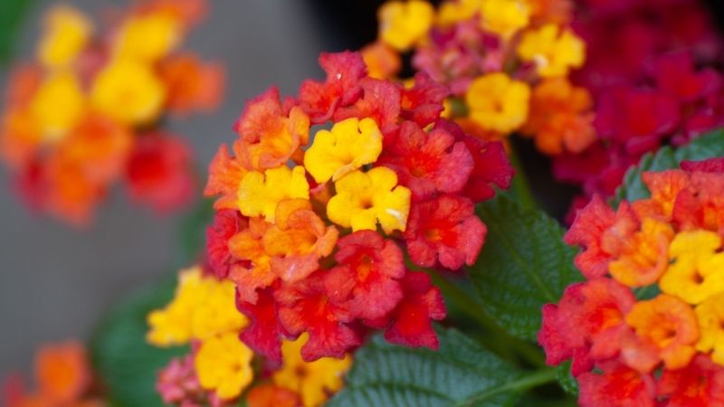 1 17 - Marmara Bölge Gazetesi