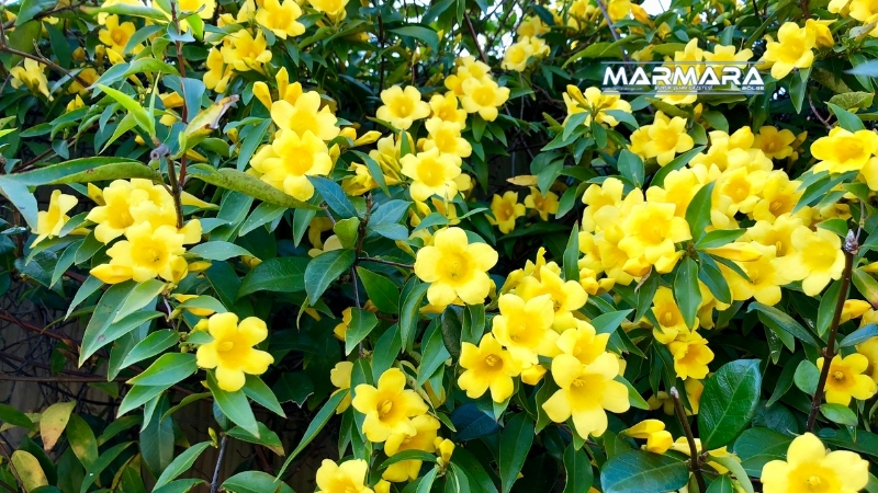 Bahçelerde masum bir süs bitkisi gibi görünen sarı yasemin, içerdiği