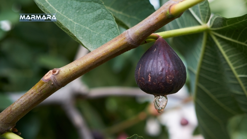 Günlük hayatta sıkça duyulan, derin anlamlar barındıran atasözleri ve deyimler,