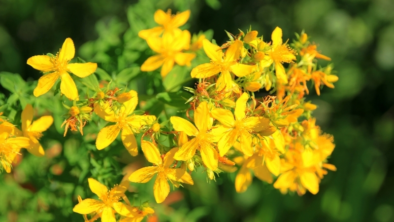 Doğal antidepresan olarak bilinen sarı kantaron, içerdiği hiperisin maddesiyle bilinçsiz