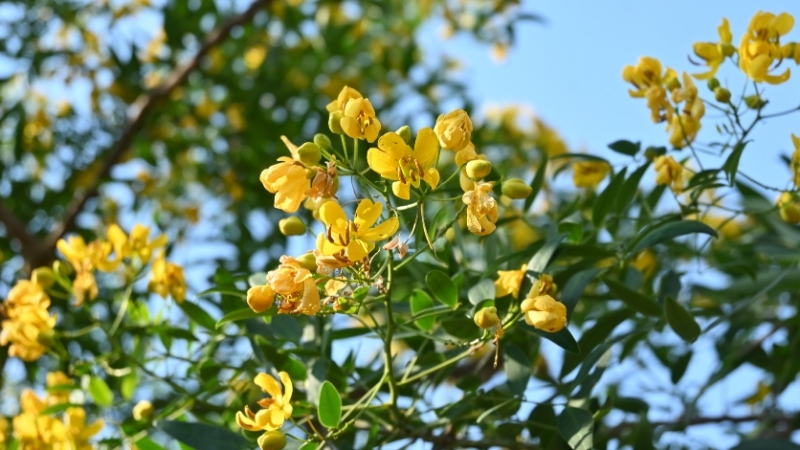 Kabızlık ve kilo problemi yaşayanların sıkça tercih ettiği sinameki otu,