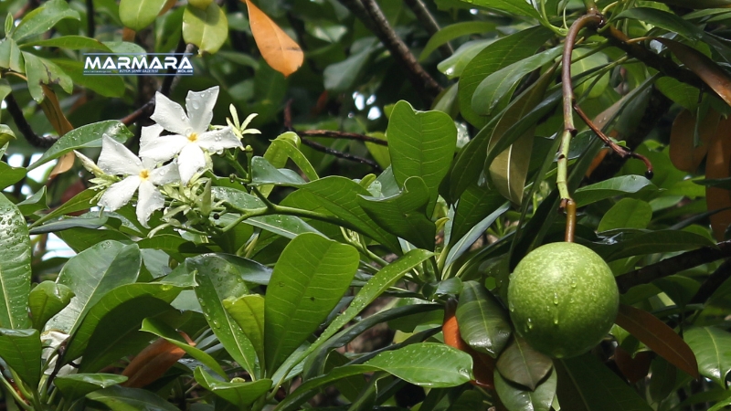 Güzelliğiyle büyülüyor, zehriyle öldürüyor! Tropik bölgelerde yetişen Cerbera odollam, namıdiğer