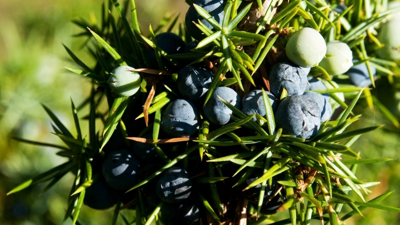 Karın ve Böbrek Ağrısı, Kalp Çarpıntısı, Cilt Yanması: Şifa Diye Bilinen Bu Ağaç Sizi Zehirliyor 10 13 - Marmara Bölge Gazetesi