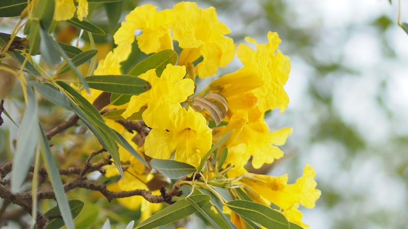 Göz alıcı çiçekleriyle dikkat çeken Sarı Zakkum, güzelliğinin altında zehirli