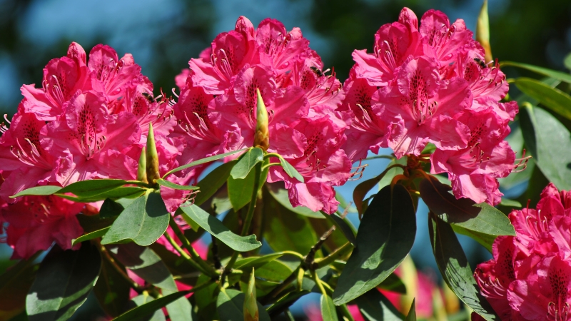 Rengârenk çiçekleriyle büyülüyor ama içindeki zehirle şok ediyor! Karadeniz'de açan