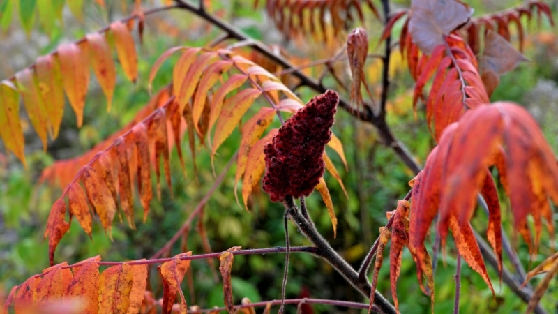 Geç Fark Ediliyor, Bir Dokunuşla Cildi Parçalıyor! Bu Bitkiye Temas Eden Aylarca Tedavi Görüyor 10 6 - Marmara Bölge Gazetesi