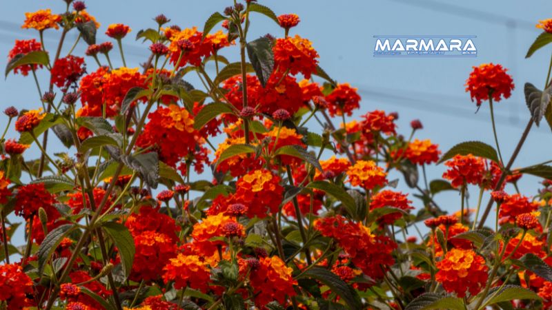 Renkli çiçekleriyle göz kamaştıran ağaç minesi (Lantana camara), masum görünümünün