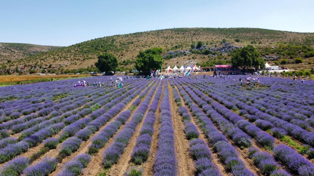 Balıkesir’de Lavanta Günleri Başlıyor 1542540069Altieylulde Mor Bir Ruya Altieylul 3. Lavanta Gunleri Basli 1 - Marmara Bölge Gazetesi