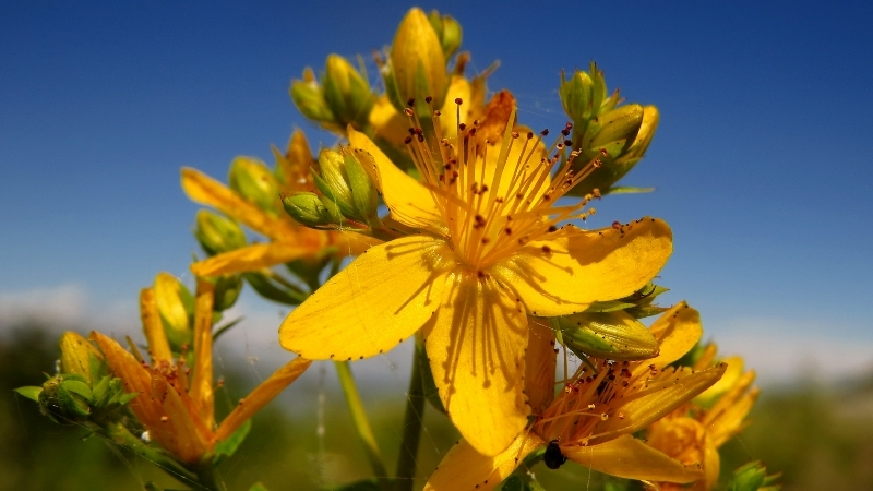 Ciltte Yanık, Vücutta Zehir! Sarı Kantaron Bitkisini Sakın Gelişigüzel Kullanma! 2 55 - Marmara Bölge Gazetesi