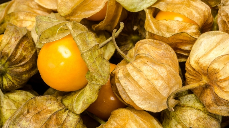 Tropikal görüntüsü ve sağlığa faydalarıyla bilinen altın çilek meyvesi, bazı