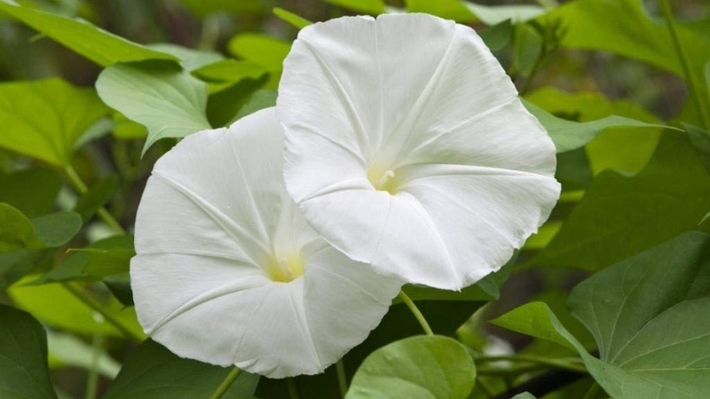 Bahçenizde ya da balkonunuzda güzel kokular eşliğinde keyif yapmak istiyorsanız