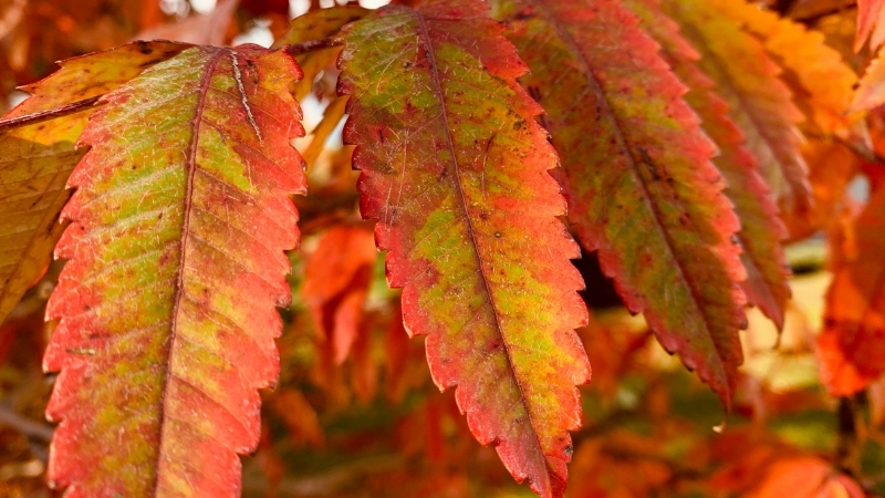 Geç Fark Ediliyor, Bir Dokunuşla Cildi Parçalıyor! Bu Bitkiye Temas Eden Aylarca Tedavi Görüyor 3 50 - Marmara Bölge Gazetesi