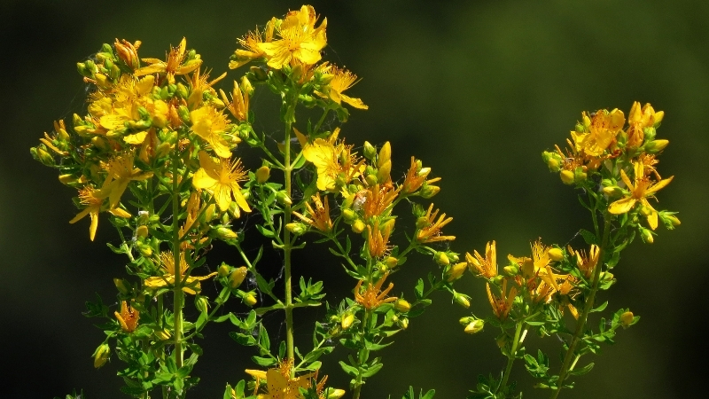 Ciltte Yanık, Vücutta Zehir! Sarı Kantaron Bitkisini Sakın Gelişigüzel Kullanma! 3 55 - Marmara Bölge Gazetesi