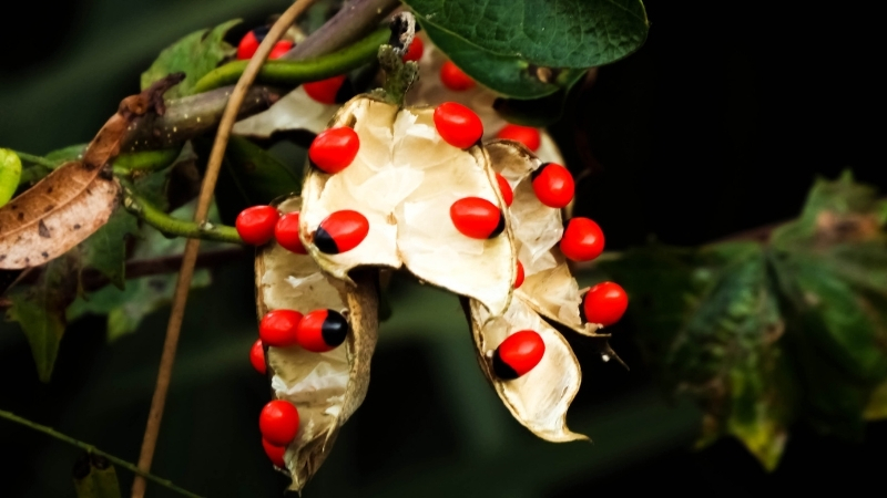 Göz alıcı kırmızı tohumlarıyla dikkat çeken Abrus precatorius, içeriğindeki abrin