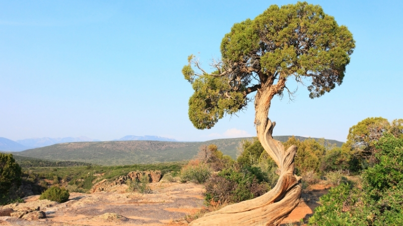 Karın ve Böbrek Ağrısı, Kalp Çarpıntısı, Cilt Yanması: Şifa Diye Bilinen Bu Ağaç Sizi Zehirliyor 3 74 - Marmara Bölge Gazetesi