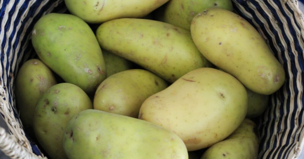 Yeşillenmiş ya da filizlenmiş patates, içerdiği solanin maddesi nedeniyle ciddi