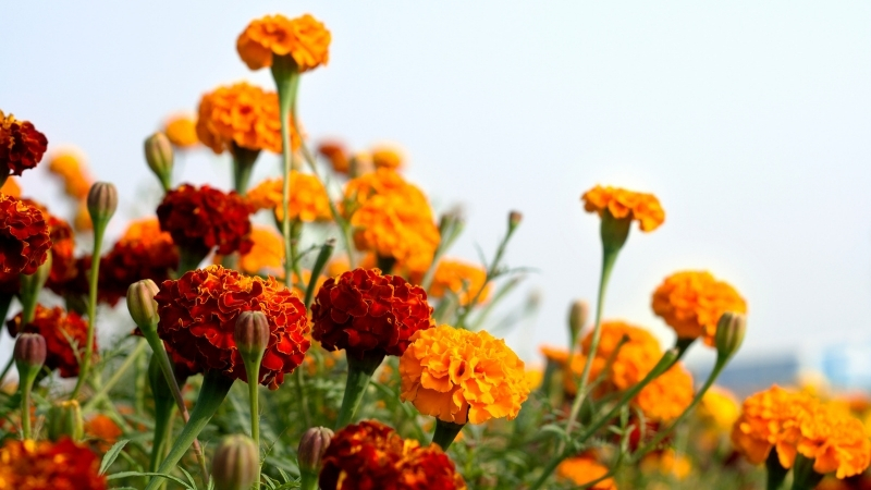 4 16 - Marmara Bölge Gazetesi