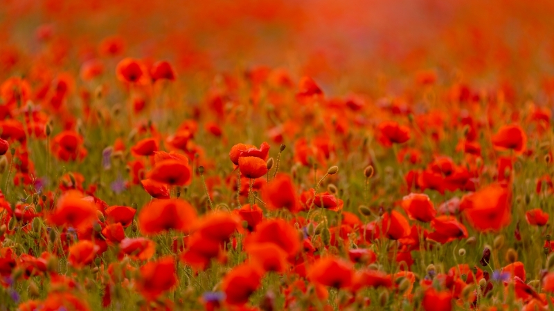 4 43 - Marmara Bölge Gazetesi