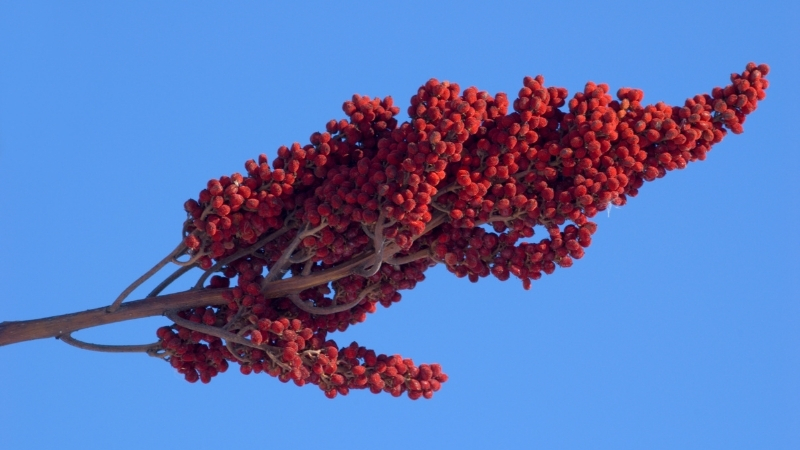 Geç Fark Ediliyor, Bir Dokunuşla Cildi Parçalıyor! Bu Bitkiye Temas Eden Aylarca Tedavi Görüyor 4 48 - Marmara Bölge Gazetesi