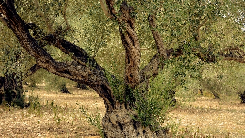 Zeytin ağacının gölgesinde uyumanın insanı çarptığına ya da ağırlık bastığına