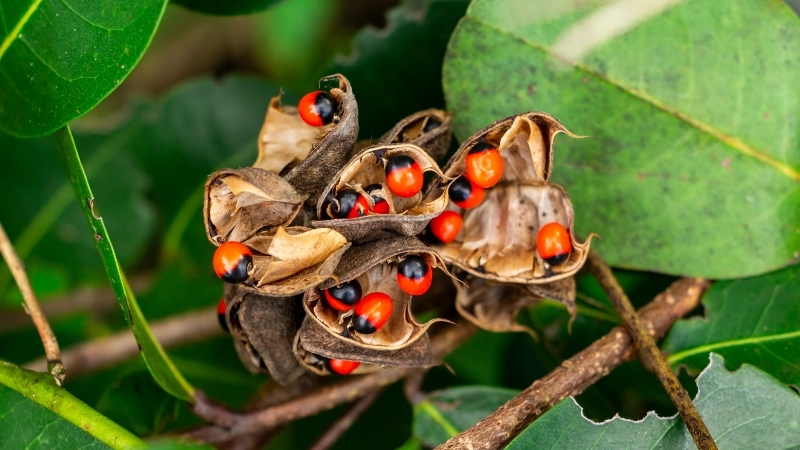 Bu Bitkinin Tohumları Takı Olarak Satılıyor, Güzelliği Büyülüyor, İçindeki Zehir 72 Saatte Tüm Organları Çökertiyor! 4 58 - Marmara Bölge Gazetesi