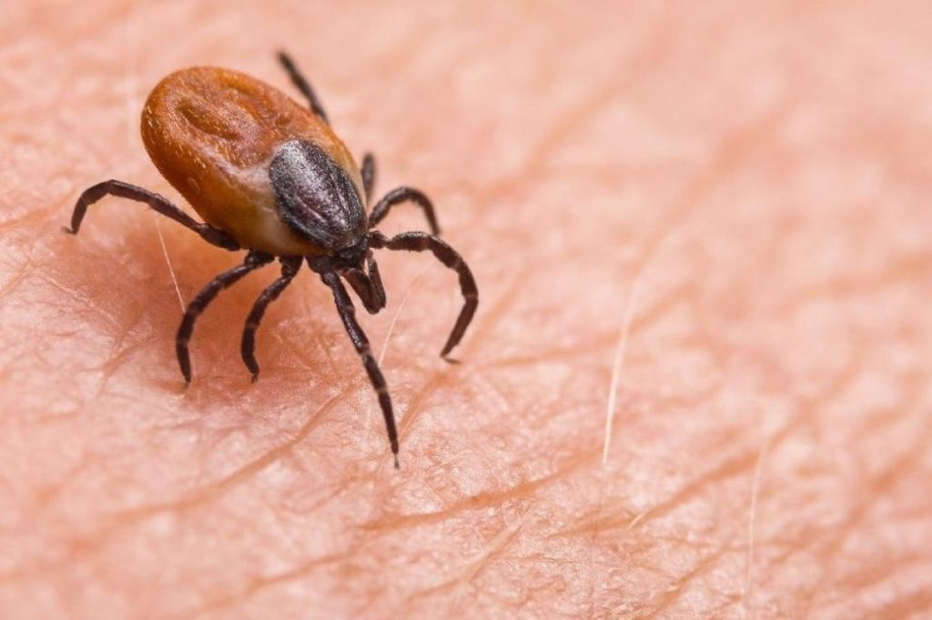 Sivas’ta vücuduna yapışan keneleri yanlış usullerle çıkartan bir kişi 10