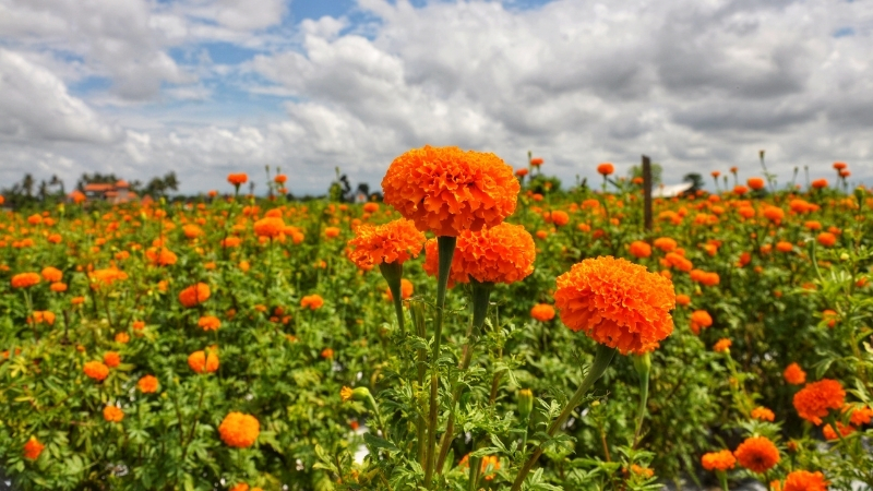 5 15 - Marmara Bölge Gazetesi