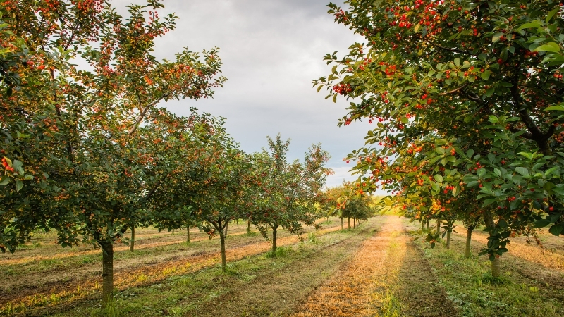 Masum görünen meyve çekirdekleri büyük tehlike saçıyor! Kayısı, şeftali, elma